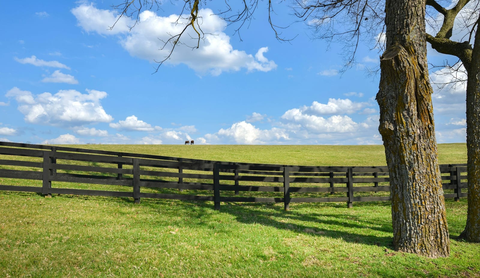 A dark plank horse-farm fence curving across open bluegrass pasture, with two horses grazing on the far horizon.