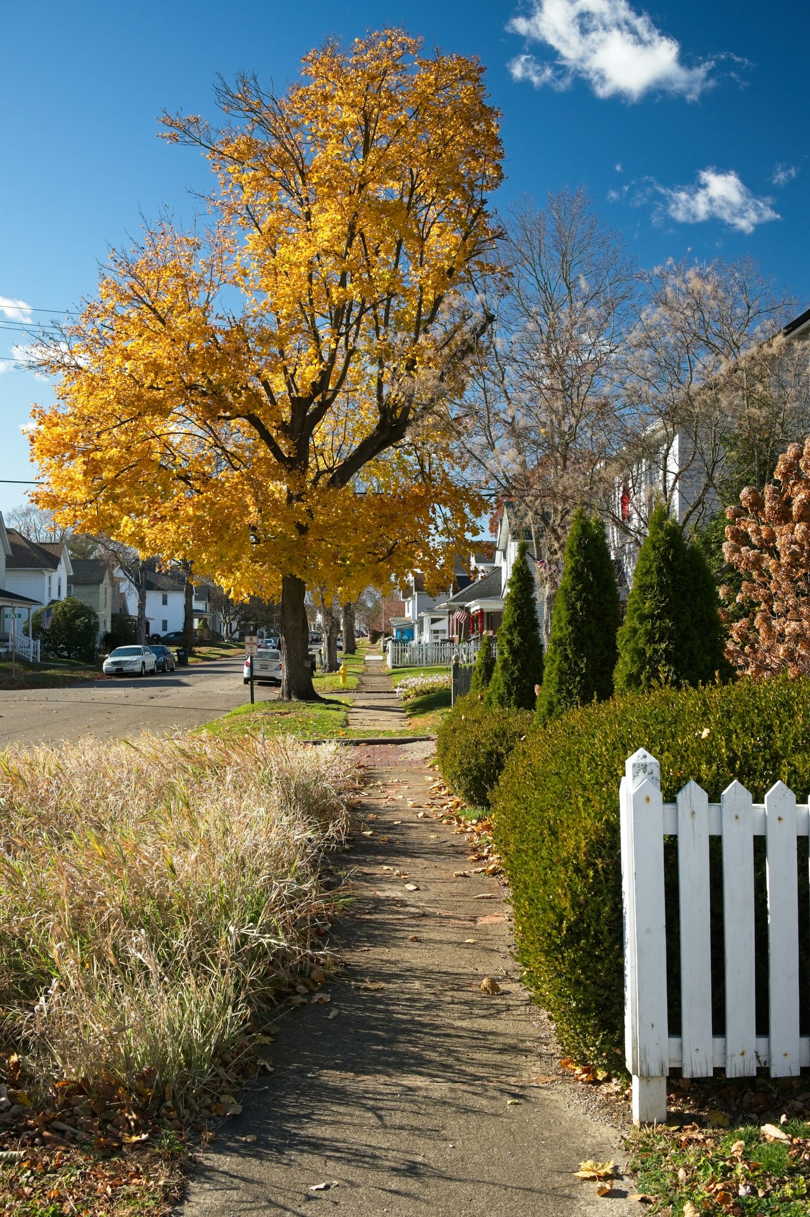 A quiet residential sidewalk beneath a golden maple in autumn, lined by a white picket fence and older homes.